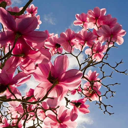 FastDirect Semillas de Magnolia Multicolor Semillas de Flores 20 ...
