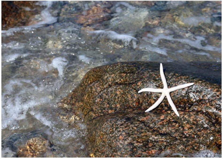 Starfish Photography- Sea Life Photo Print for Coastal Decor