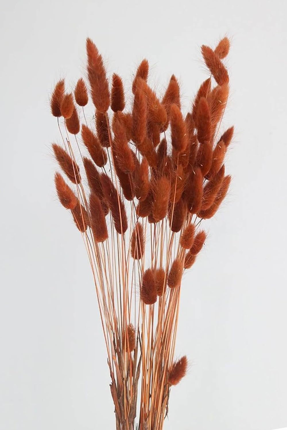 Dried & Preserved Flora - 120pcs Bunny Tails Dried Flowers Plant Boho Pampas Grass 17 inch for Home Decor Wedding Bouquet Natural Flower Arrangements (Burnt Orange)