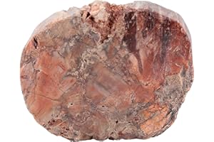 Amogeeli Natural Petrified Wood Slice Stone Specimen for Collection, Irregular Mineral Crystal Decoration for Home & Office, Small