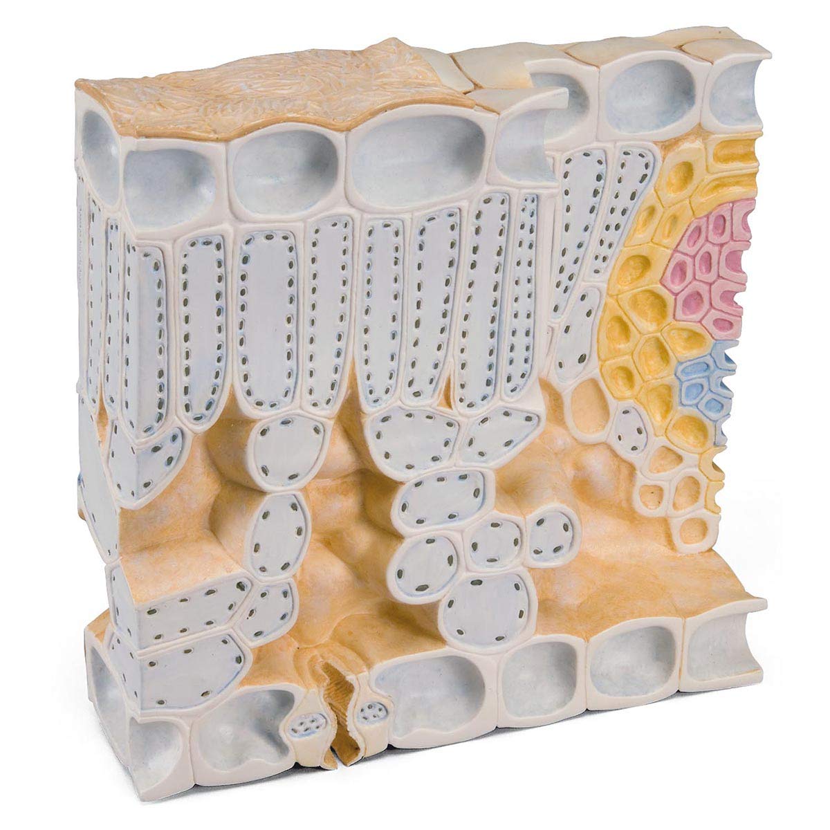 3B Scientific Leaf Cross Section of Beech (Fagus sylvatica), Model