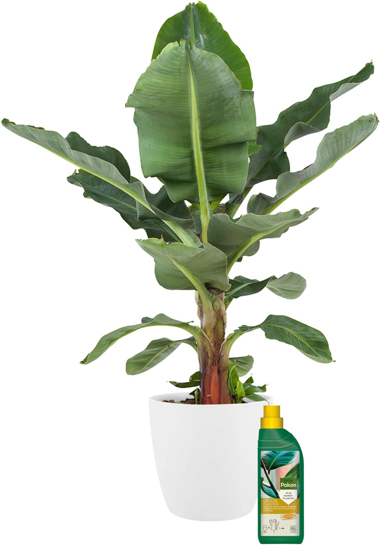 Indoor Plant from Botanicly – Banana Plant in White Plant Pot + 500 ml of Fertilizer as a Set – Height: 80 cm – Musa