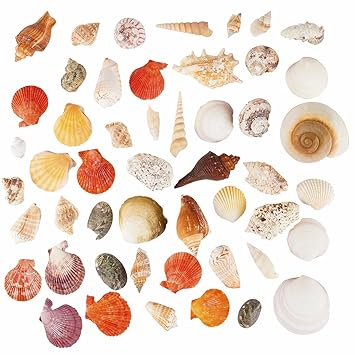 Coquillage De Mer Divers Coquillages De Plage 750 Grammes