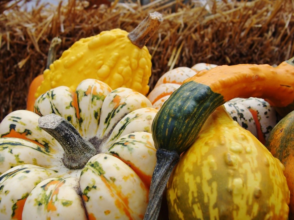 осень тыквы. тыква кустовая оранжевая. тыква обыкновенная (cucurbita pepo). тыква л. тыква л.