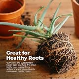 Grow Buddha Cactus Succulent Soil Mix 2L Indoor Potting Compost view 4