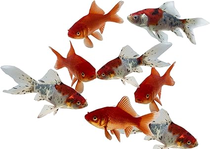 Amazon Com Toledo Goldfish Live Shubunkin And Comet Goldfish