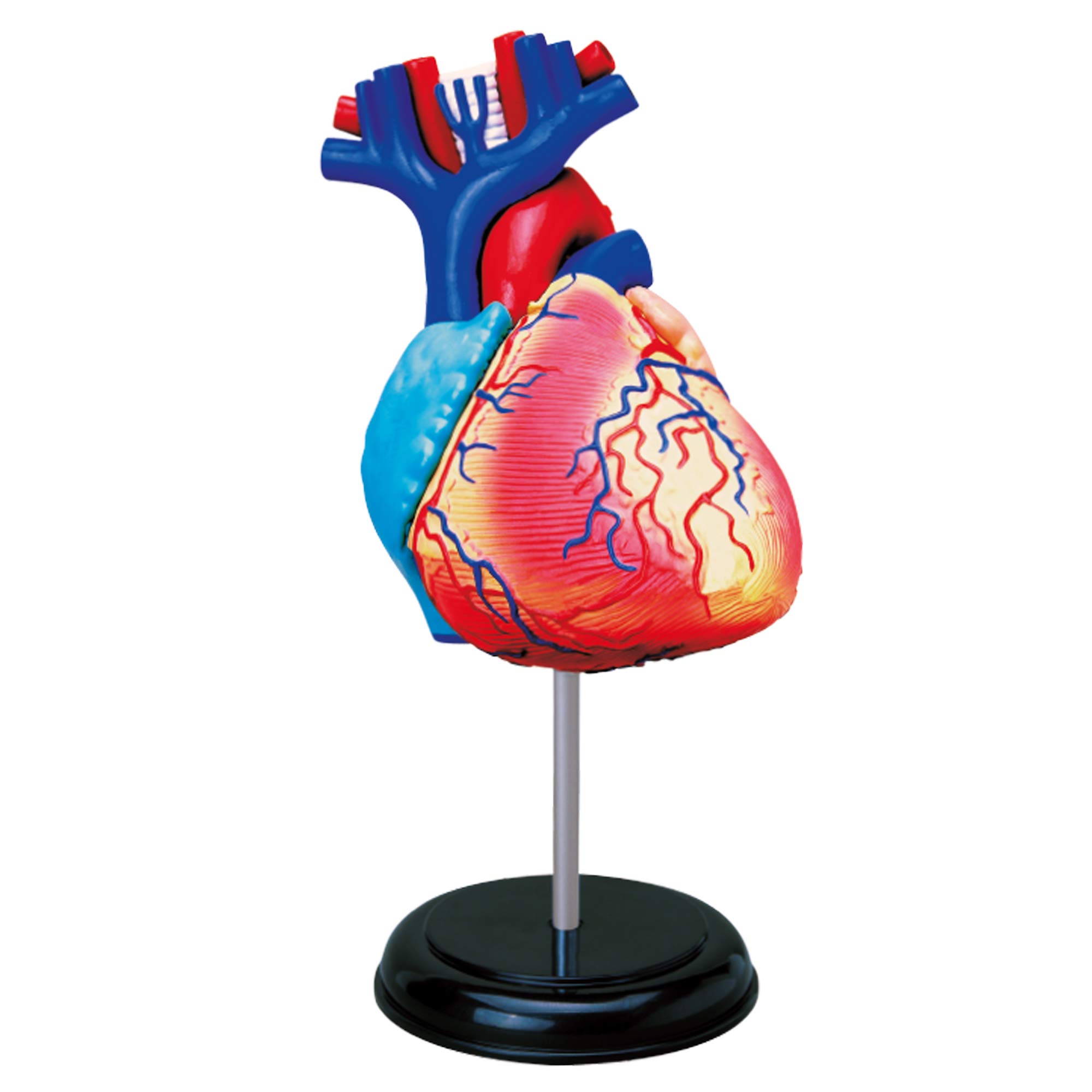 EXPLORA - Heart - Human Body Anatomy - 546052 - Realistic Model of 31 Pieces - Assembly Instructions and Educational Quiz - Discovery Kit - Children's Game - Scientist - Ages 8+