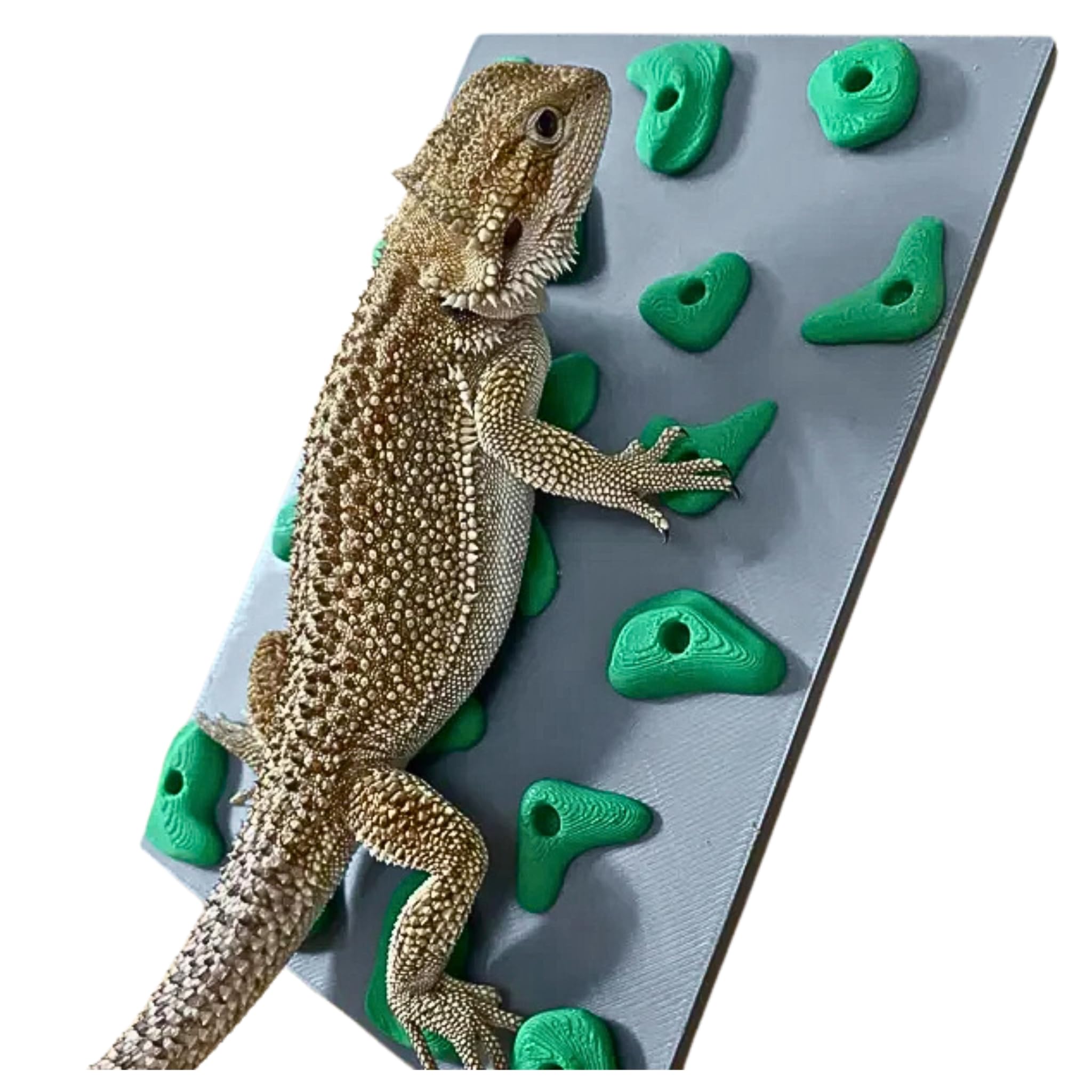 Miniature Reptile Rock Climbing Wall – Enclosure