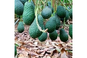 HILROQG Live HASS Avocado Tree Plant Seedling, 1 Year Old HASS Avocado Tree, Well Rooted HASS Avocado Plant Tree in 4 Inc Pot for Planting, Live Avocado Plant, Green