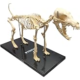 WYDDDARY Canine Skeleton Model Standard Size Dog Medical Anatomical Animal Teaching Model for Lab Veterinary Teaching Demonstration Tool