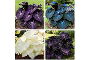 Caladium Seeds for Planting - 200 Pcs Perennial Elephant Ear Hosta Seeds Mixed Colours - Striking Heart-Shaped Leaves for Ind