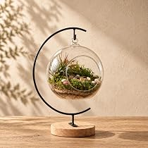 LuckyRunes DIY Glass Terrarium Kit with Live Moss & Mini Tools