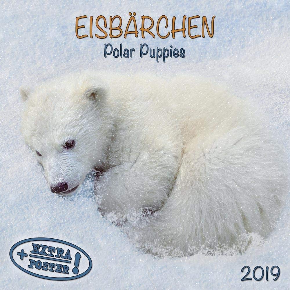 Eisbären - Polar Bears - Ours Polaires 2019. Artwork Edition