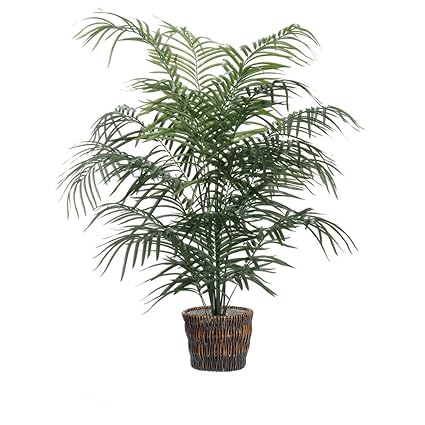 4 Dwarf Palm Extra Full Amazon Co Uk Kitchen Home