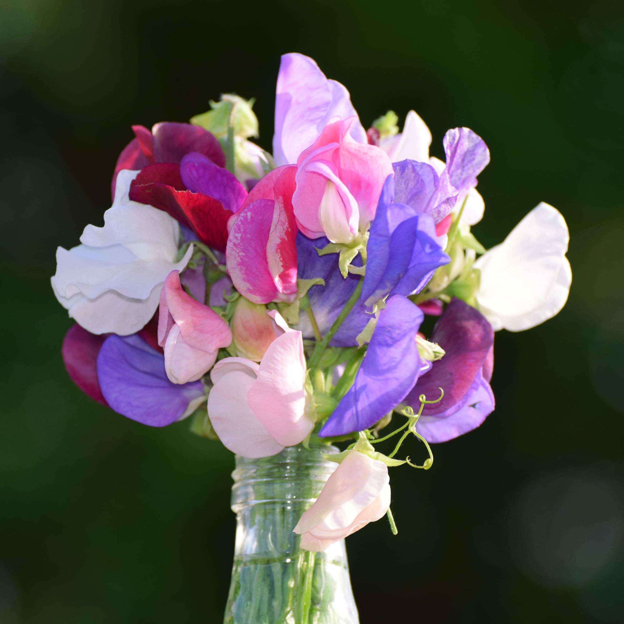 PREMIER SEEDS DIRECT - Sweet Pea - Heaven Scent Mix - 45 Finest Seeds