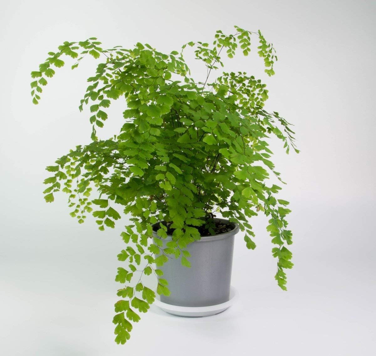 Amazon Com Maidenhair Fern Aka Adiantum Live Plant Indoor Live