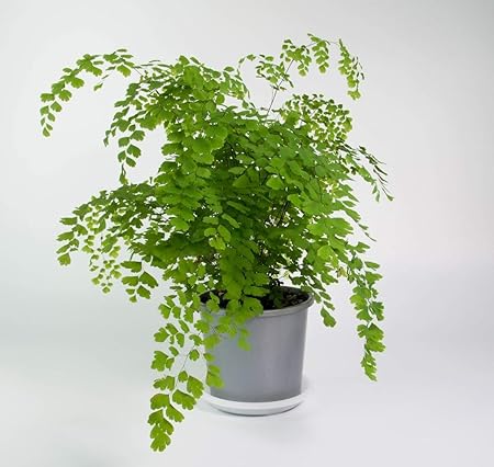 Amazon Com Maidenhair Fern Aka Adiantum Live Plant Indoor Live