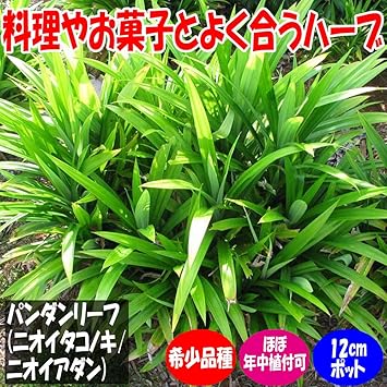 Amazon パンダンリーフの苗木 ニオイタコノキ ニオイアダン 12cmﾎﾟｯﾄ大苗 1個売り パンダンリーフは アジア アフリカ 環太平洋の熱帯地域で育つタコノキ科の植物です 木の根がタコの足が幹にまとわりつくような感じになることから タコノキ とも呼ばれてい