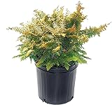 Chamaecyparis obt. 'Fernspray