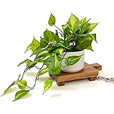 Kurrajong Farmhouse Dark Green Fake pothos | Fake Plant for Shelf Decor | Artificial Trailing Ivy Plant with 5" Wide x 3.5" high Ceramic Pot Faux pothos Plant for Floating Shelves