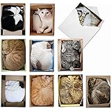 The Best Card Company - 10 All Occasion Blank Cat Cards (4 x 5.12 Inch) - Cute Assorted Bulk Card Set - Square Cats M4623OCB-