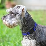 Joytale Reflective Dog Collar Nylon Neoprene Padded Small Navy Blue view 2