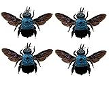 4 Real Blue Bee Insects Specimen Bug Beetle