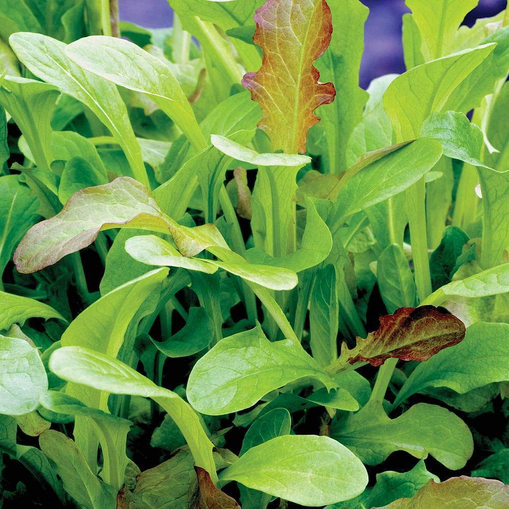 Salad Leaves Seeds 'Mesclun' Mixed Lettuce Half-Hardy Annual Vegetable Garden Plants Easy to Grow Your Own at Home 1 Packet 500 Seeds by Thompson and Morgan