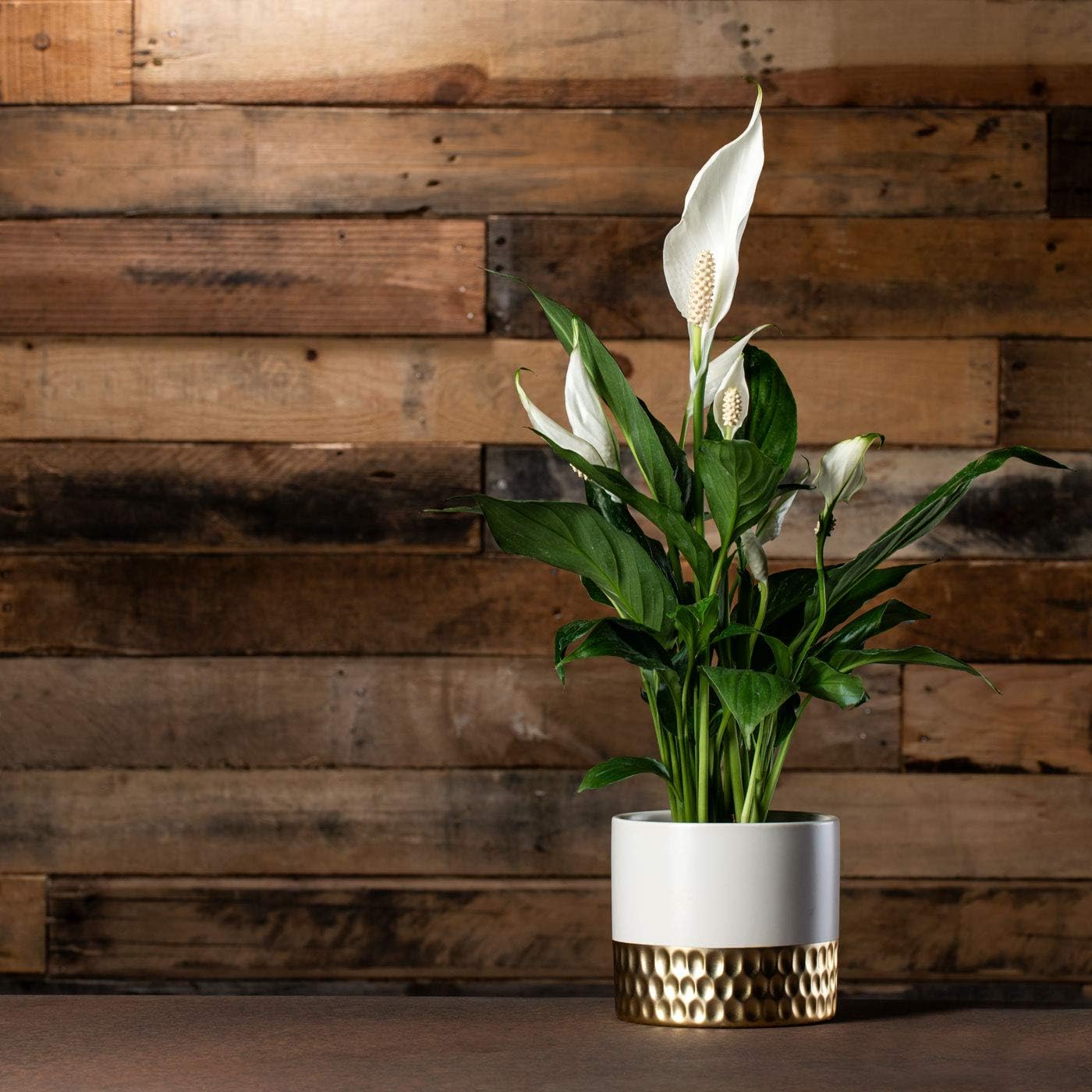 Amazon Com Peace Lily In Gold Motif Pot Garden Outdoor