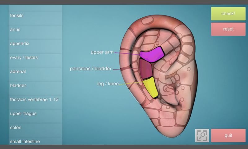 Drag & Drop Reflexology (ear chart)