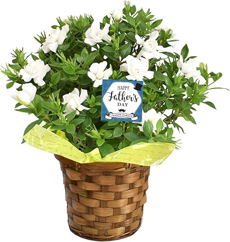Amazon 花由 父の日 鉢植え ギフト 花 香りが楽しめる クチナシ 5号鉢 In バスケット プリザーブドフラワー オンライン通販