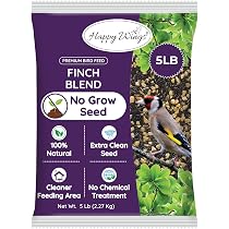 What to Feed Stray Birds: Top Healthy Foods to Attract Them