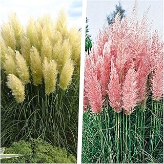 2 x Cortaderia selloana 1 Liter(Ziergras/Gräser/Stauden) Pampasgras
