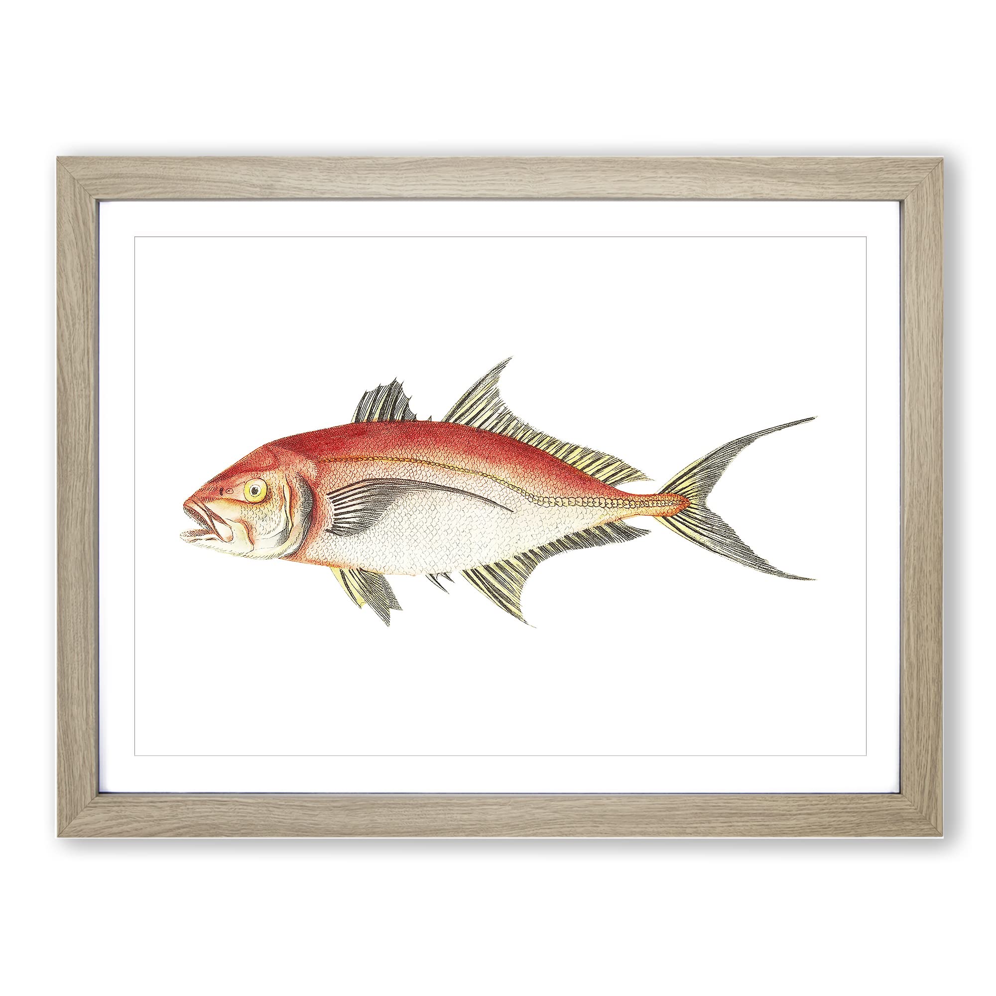 Red Mackerel Fish By George Shaw Vintage Framed Print | A3 Oak Framed Wall Art | Ready to Hang | Classic Animal Picture | Living Room Bedroom Lounge Office