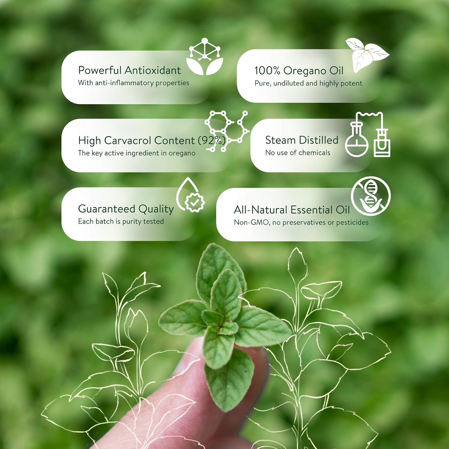 30ml Oregano Oil 100% Pure & Undiluted Min 92% Carvacrol Super-Strength Himalayan Essential Oil of Oregano (Origanum Vulgare) Highly Potent Immunity Booster for Cold Cough - Image 4