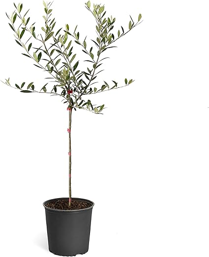 Amazon Com Brighter Blooms Arbequina Olive Tree 1 2 Feet Tall Get Olives 1st Year With Large Olive Trees Indoor Patio Live Olive Trees No Shipping To Az Garden Outdoor