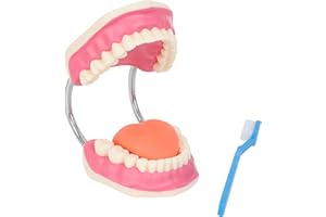 Axis Scientific Tooth Brushing Model, 3 Times Enlarged with Giant Brush