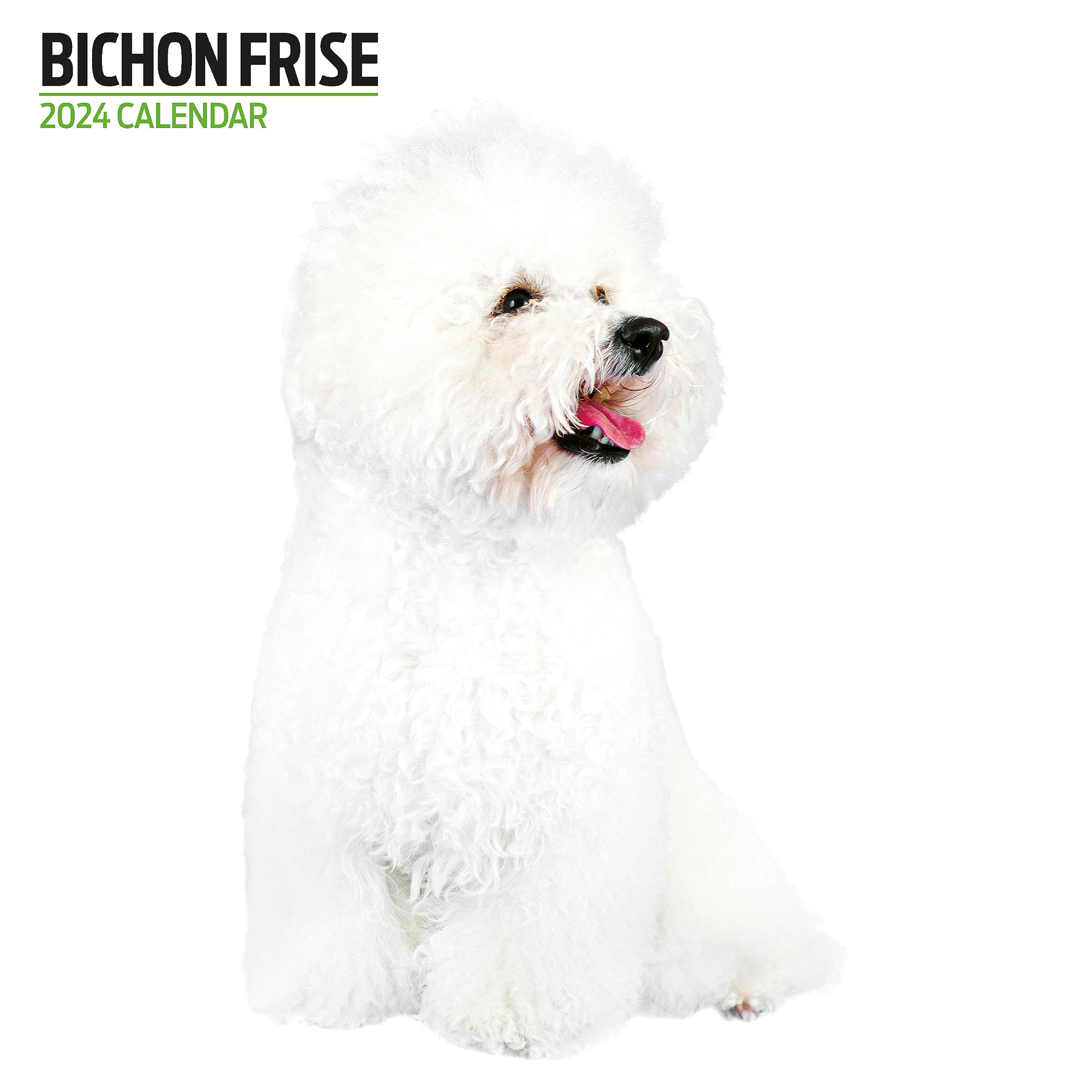 Bichon Frise Modern 2024 Calendar