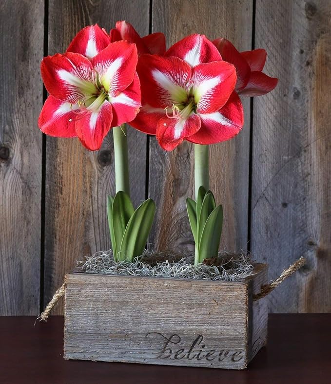 Amaryllis Minerva The Finest Amaryllis Bulbs