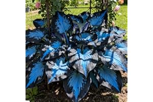 Hosta Seeds Perennial Shade Plant for Garden, Flower Fast Growing Likes Humid Environment Unique and Beautiful Leaves Perenni