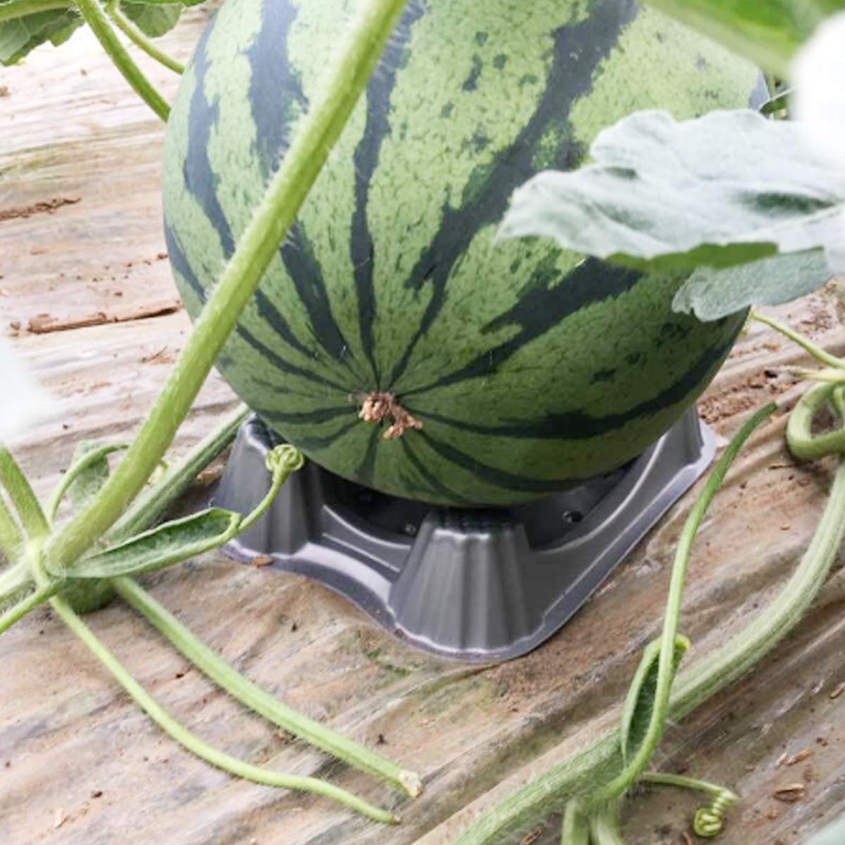 Magarz - Soporte de melón de plástico para Aumentar la reflexión ...