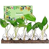 Bettstation Plant Propagation Station, Plants Terrarium with Wooden Stand 5 Bulb Houseplants Glass Vase for Hydroponic Plants Gift for Plant Lovers Home Office Decor