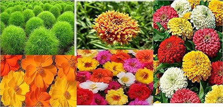 Go Green Summer Flower Kit-Zinnia, Kochia, Portuluca, Cosmos, Gaillardia