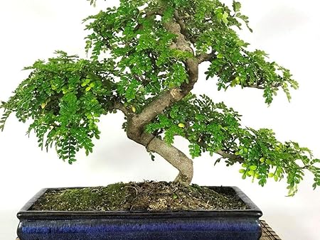 Green Paradise Live Korean Pepper Lero Lero Pre Bonsai Mature Sapling Plant for Bonsai in a Poly Bag