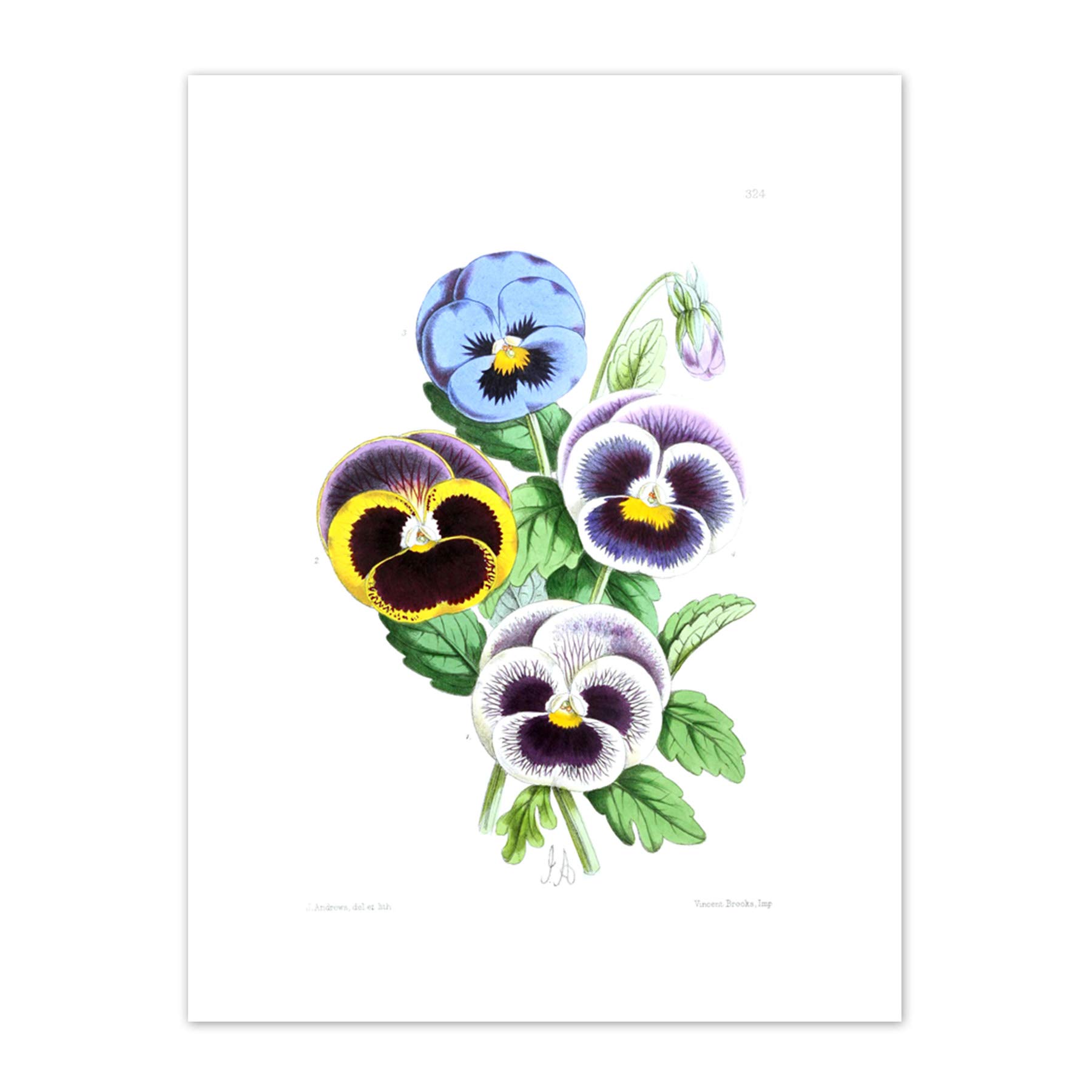 Flower Pansies Viola Illustration Art Print Canvas Premium Wall Decor Poster