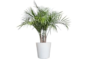 U UNITED NURSERY United Nursery Majesty Palm Live Plant, Outdoor and Indoor Live Palm Tree, Low Maintenance Easy Care Outdoor Indoor Tropical Palm Tree 3 Feet Tall Shipping Size (Decor Pot)
