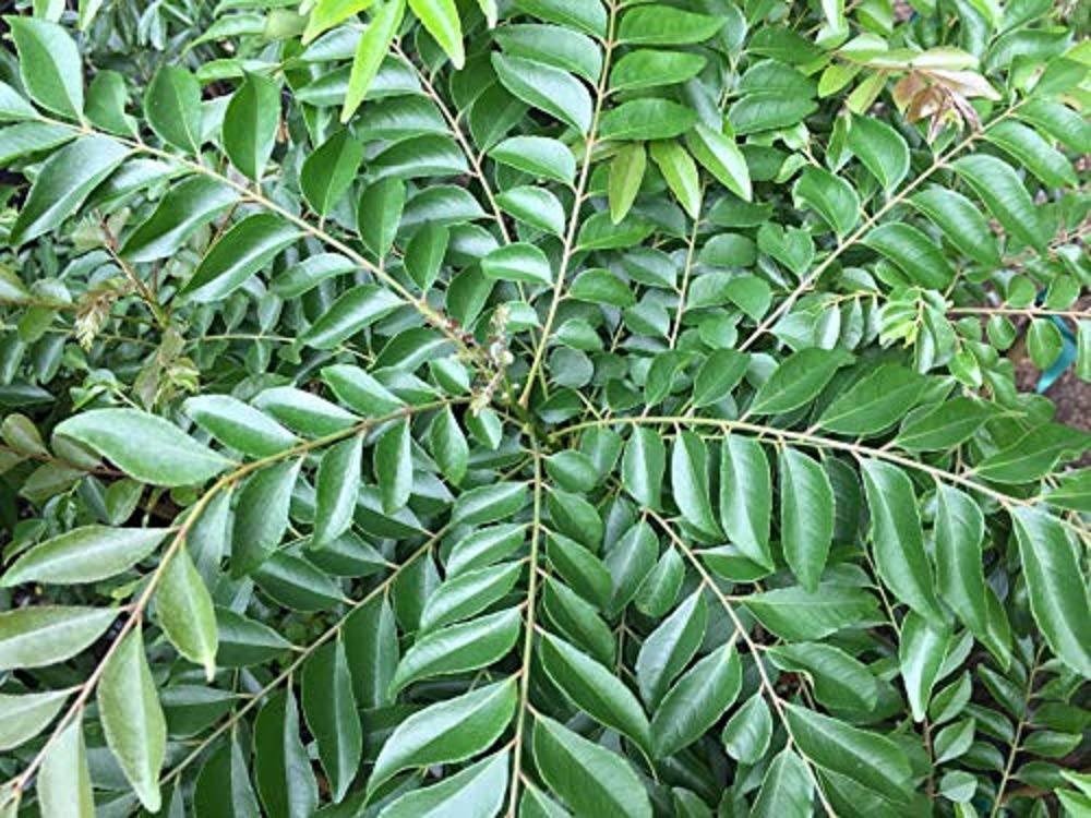 Curry Leaf Tree (Murraya Koenigii) Very Large Plant Garden & Outdoor