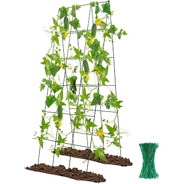 indoor tall plant pots Tall Ficus 'Altissima' | Indoor Plant Delivery