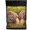 Yellow Morel Mushroom Seed/Dry Spawn