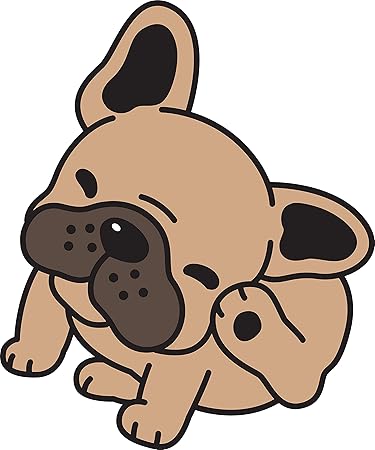 french bulldog scratching